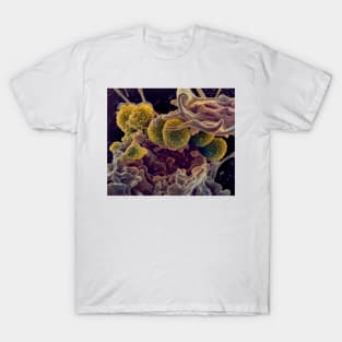 MRSA ingestion by white blood cell, SEM (C021/7464) T-Shirt